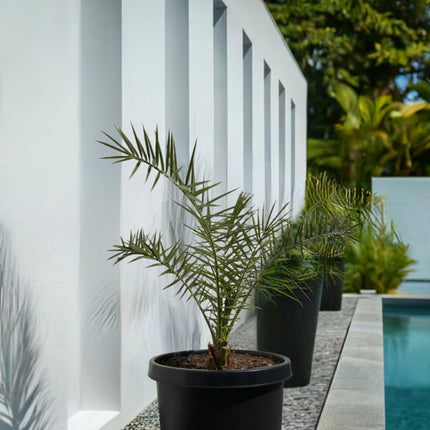 Collection image for: Trees