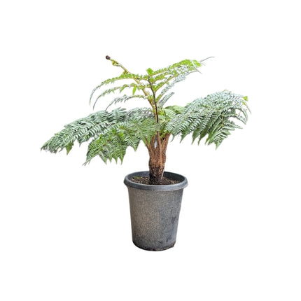Collection image for: Australian Tree Fern