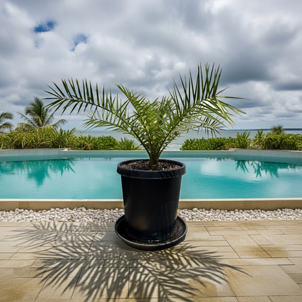 Collection image for: Palm Trees