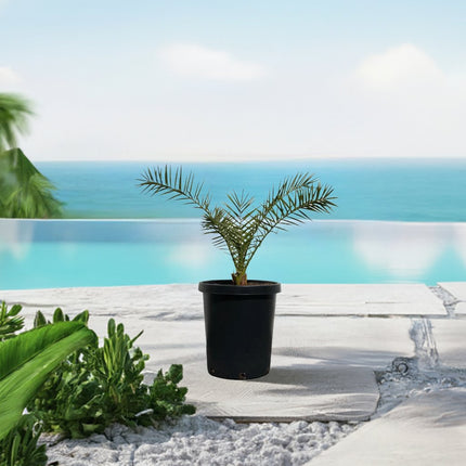 Collection image for: Canary Island Date Palms