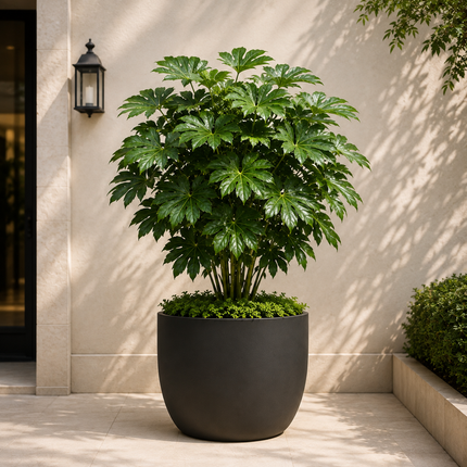 Collection image for: Fatsia Japonicas