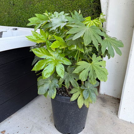 Collection image for: Fatsia Japonica