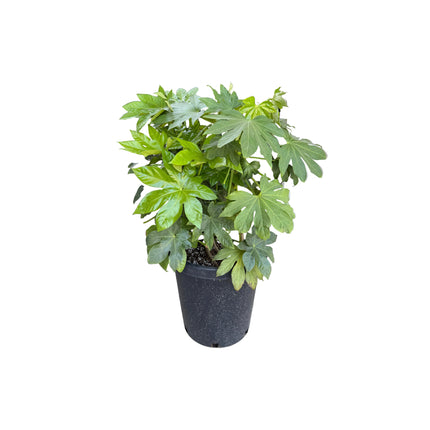 Collection image for: Fatsia Japonicas