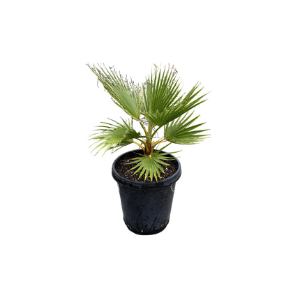 Collection image for: Mexican Fan Palms