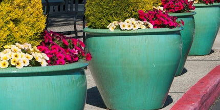 Collection image for: Fish Bowl Planters
