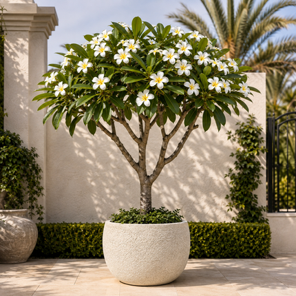 Collection image for: Plumerias
