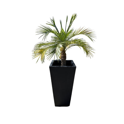 Collection image for: Phoenix Robellinis