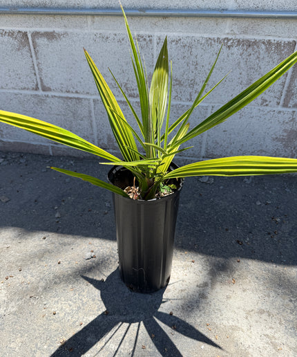 Phoenix Reclinata Date Palm / Senegal Date Palm / Wild Date Palm Tree - 2 Gallon