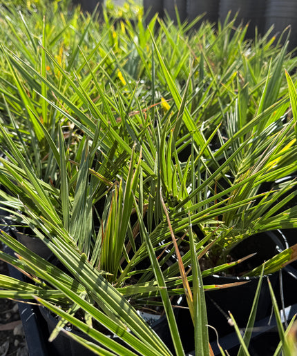 Canary Island Date Palm / Phoenix Canariensis / Pineapple Palm - 1.5 Gallon