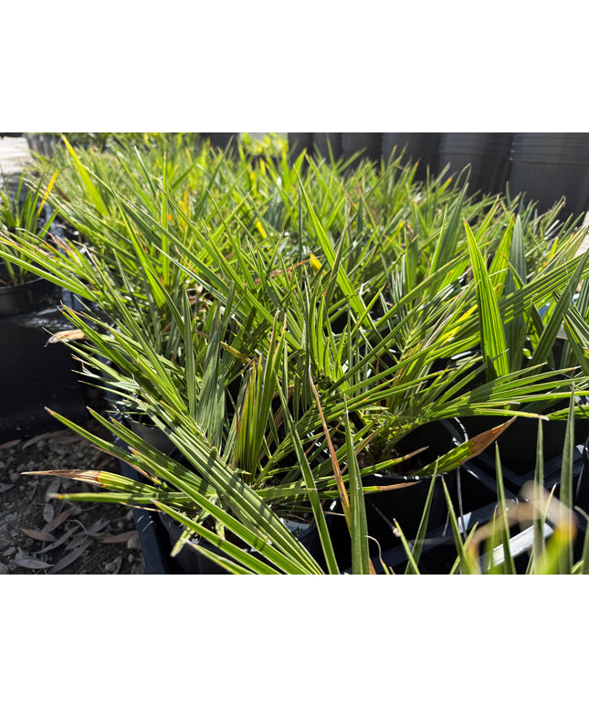Canary Island Date Palm / Phoenix Canariensis / Pineapple Palm - 1.5 Gallon