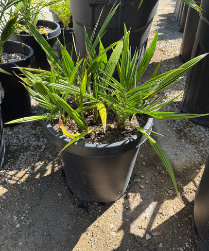 Phoenix Reclinata Date Palm / Senegal Date Palm / Wild Date Palm Tree Cluster - 15 Gallon