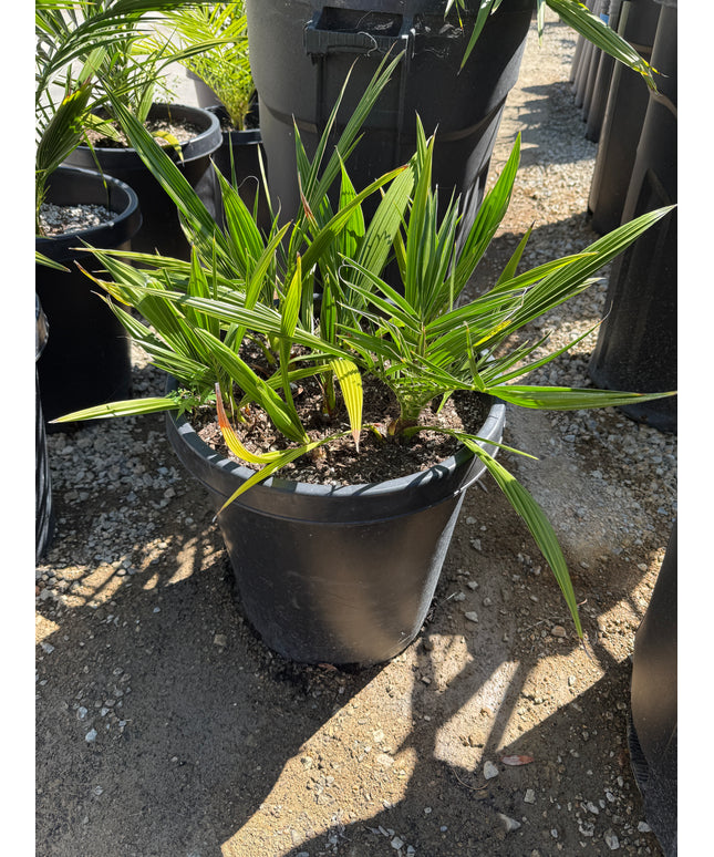 Phoenix Reclinata Date Palm / Senegal Date Palm / Wild Date Palm Tree Cluster - 15 Gallon