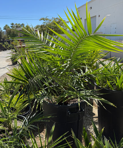 Phoenix Reclinata Date Palm / Senegal Date Palm / Wild Date Palm Tree - 32 Gallon
