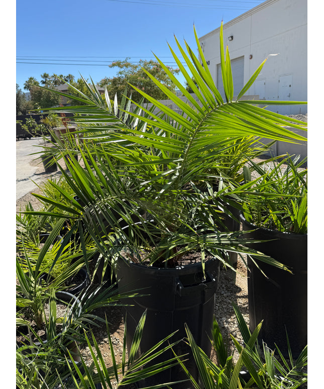 Phoenix Reclinata Date Palm / Senegal Date Palm / Wild Date Palm Tree - 32 Gallon