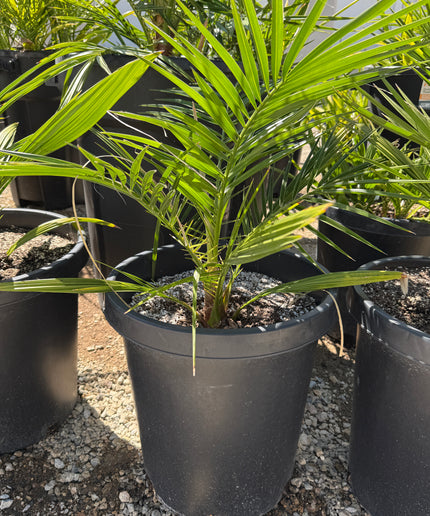 Phoenix Reclinata Date Palm / Senegal Date Palm / Wild Date Palm Tree - 15 Gallon