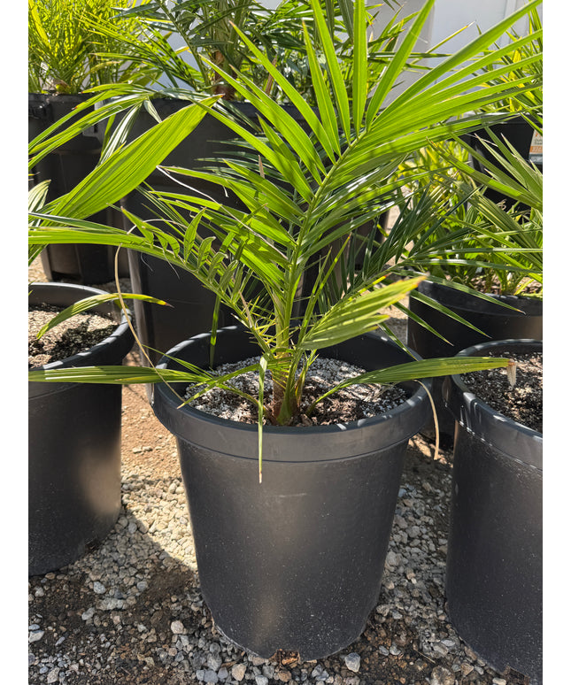Phoenix Reclinata Date Palm / Senegal Date Palm / Wild Date Palm Tree - 15 Gallon