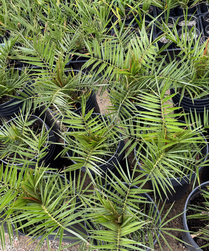 Canary Island Date Palm / Phoenix Canariensis / Pineapple Palm - 10 Gallon