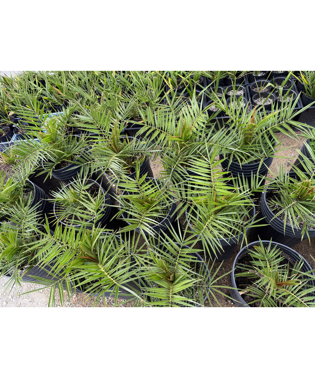 Canary Island Date Palm / Phoenix Canariensis / Pineapple Palm - 10 Gallon
