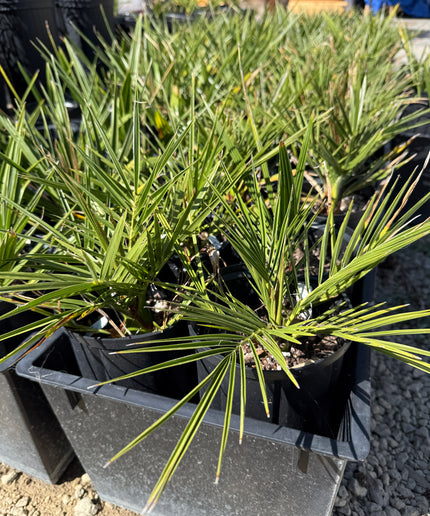 Canary Island Date Palm / Phoenix Canariensis / Pineapple Palm - 1.5 Gallon