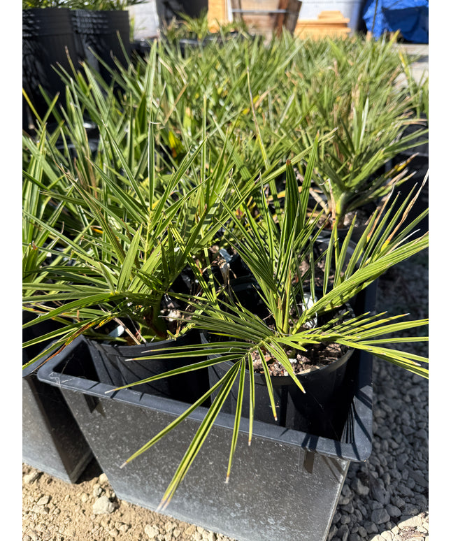 Canary Island Date Palm / Phoenix Canariensis / Pineapple Palm - 1.5 Gallon