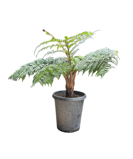 Australian Tree Fern | Cyathea Cooperi | Sphaeropteris Cooperi - 15 Gallon