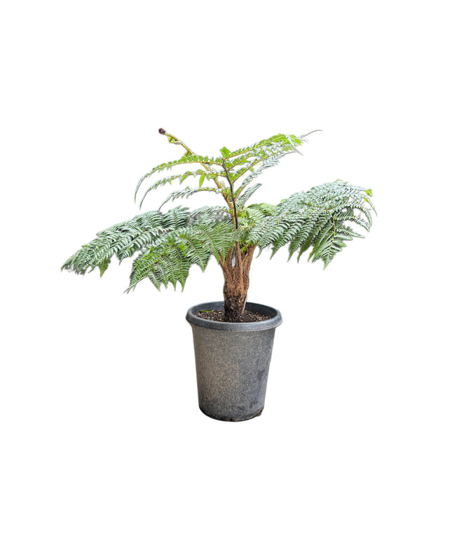 Australian Tree Fern | Cyathea Cooperi | Sphaeropteris Cooperi - 15 Gallon