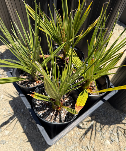 Phoenix Dactylifera / Date Palm / True Date Palm Tree - 1 Gallon
