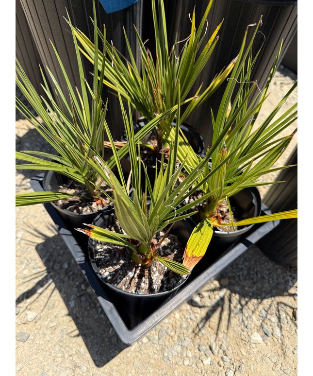 Phoenix Dactylifera / Date Palm / True Date Palm Tree - 1.5 Gallon