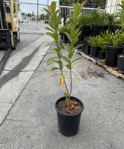 Guava Fruit Tree - 5 Gallon