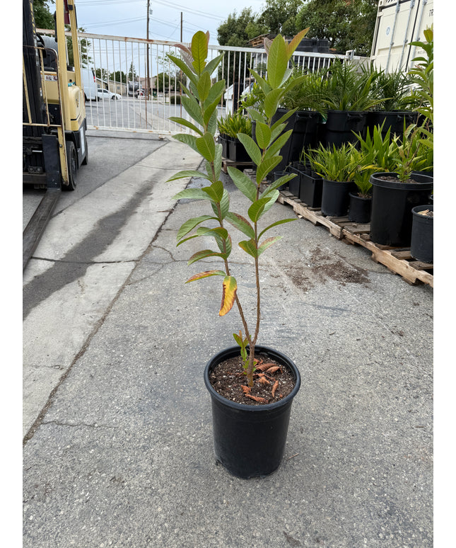 Guava Fruit Tree - 5 Gallon