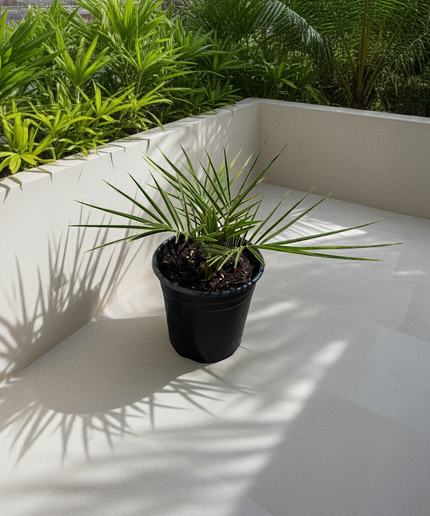 Canary Island Date Palm / Phoenix Canariensis / Pineapple Palm - 1 Gallon