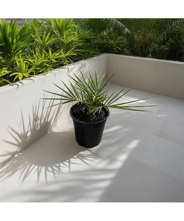 Canary Island Date Palm / Phoenix Canariensis / Pineapple Palm - 1 Gallon