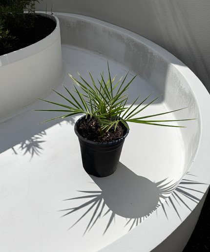 Canary Island Date Palm / Phoenix Canariensis / Pineapple Palm - 1 Gallon