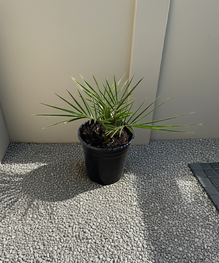 Canary Island Date Palm / Phoenix Canariensis / Pineapple Palm - 1 Gallon
