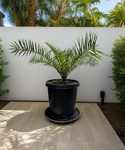 Canary Island Date Palm / Phoenix Canariensis / Pineapple Palm - 15 Gallon