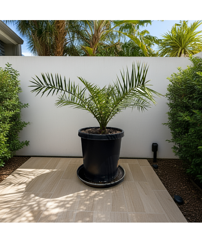 Canary Island Date Palm / Phoenix Canariensis / Pineapple Palm - 15 Gallon