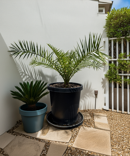 Canary Island Date Palm / Phoenix Canariensis / Pineapple Palm - 15 Gallon
