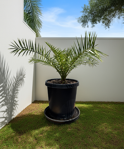 Canary Island Date Palm / Phoenix Canariensis / Pineapple Palm - 15 Gallon