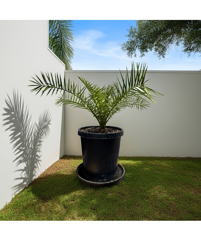 Canary Island Date Palm / Phoenix Canariensis / Pineapple Palm - 15 Gallon