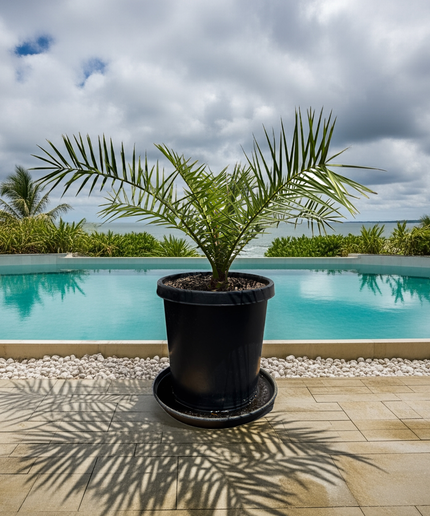 Canary Island Date Palm / Phoenix Canariensis / Pineapple Palm - 15 Gallon