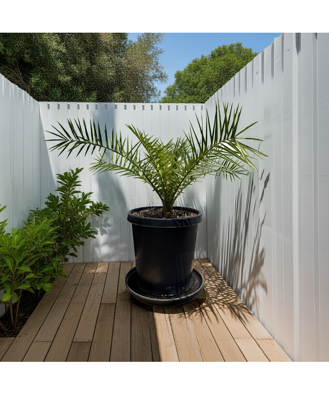 Canary Island Date Palm / Phoenix Canariensis / Pineapple Palm - 15 Gallon