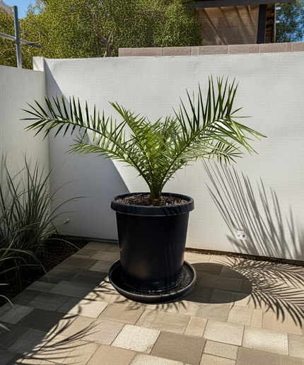 Canary Island Date Palm / Phoenix Canariensis / Pineapple Palm - 15 Gallon