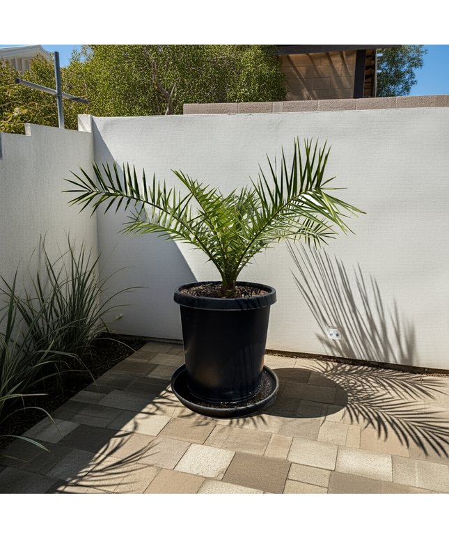 Canary Island Date Palm / Phoenix Canariensis / Pineapple Palm - 15 Gallon
