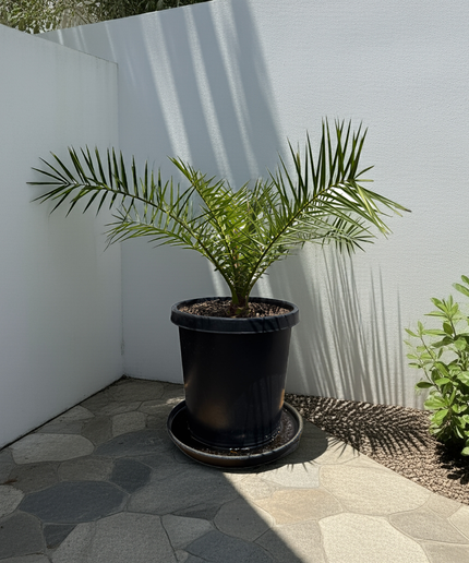 Canary Island Date Palm / Phoenix Canariensis / Pineapple Palm - 15 Gallon