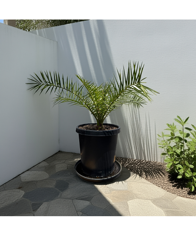 Canary Island Date Palm / Phoenix Canariensis / Pineapple Palm - 15 Gallon