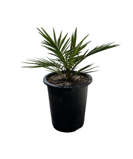 Canary Island Date Palm / Phoenix Canariensis / Pineapple Palm - 5 Gallon