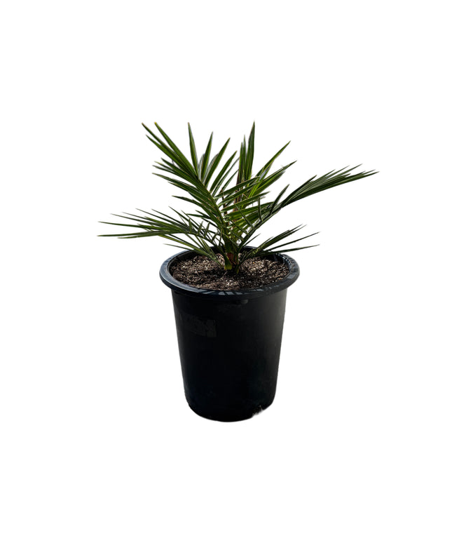 Canary Island Date Palm / Phoenix Canariensis / Pineapple Palm - 5 Gallon