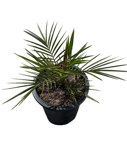 Canary Island Date Palm / Phoenix Canariensis / Pineapple Palm - 5 Gallon