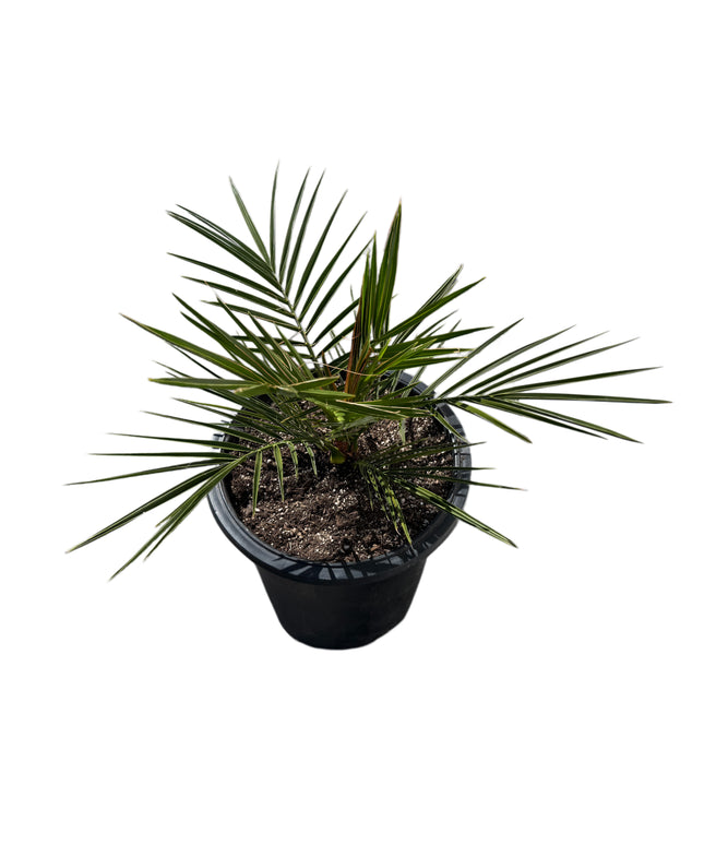 Canary Island Date Palm / Phoenix Canariensis / Pineapple Palm - 5 Gallon