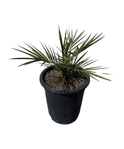 Canary Island Date Palm / Phoenix Canariensis / Pineapple Palm - 5 Gallon